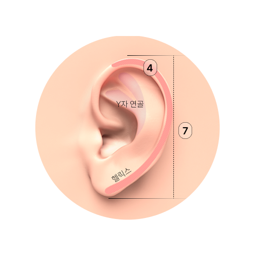 이상적인 귀 비율